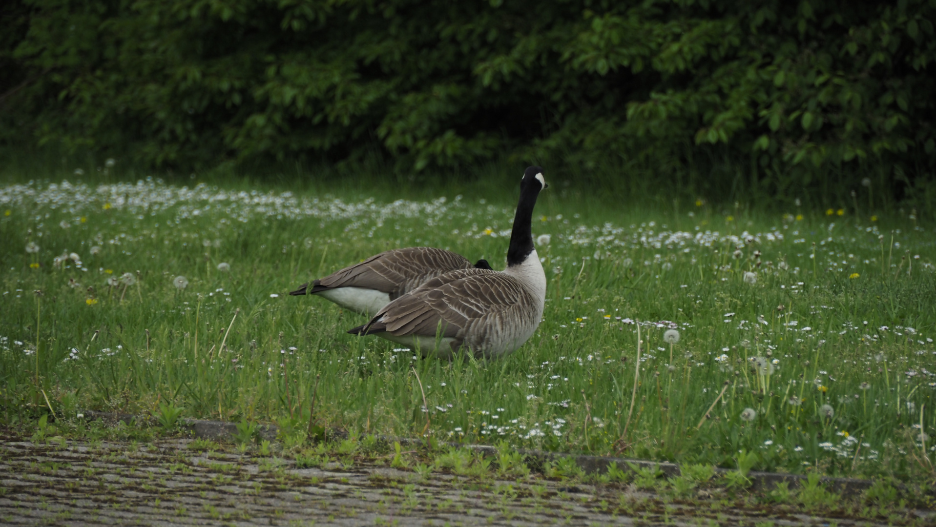 Heute in Nidda