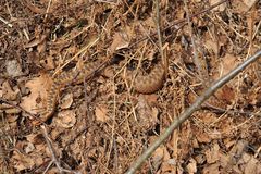 Heute in NRW ! : Pelias berus -Weibchen