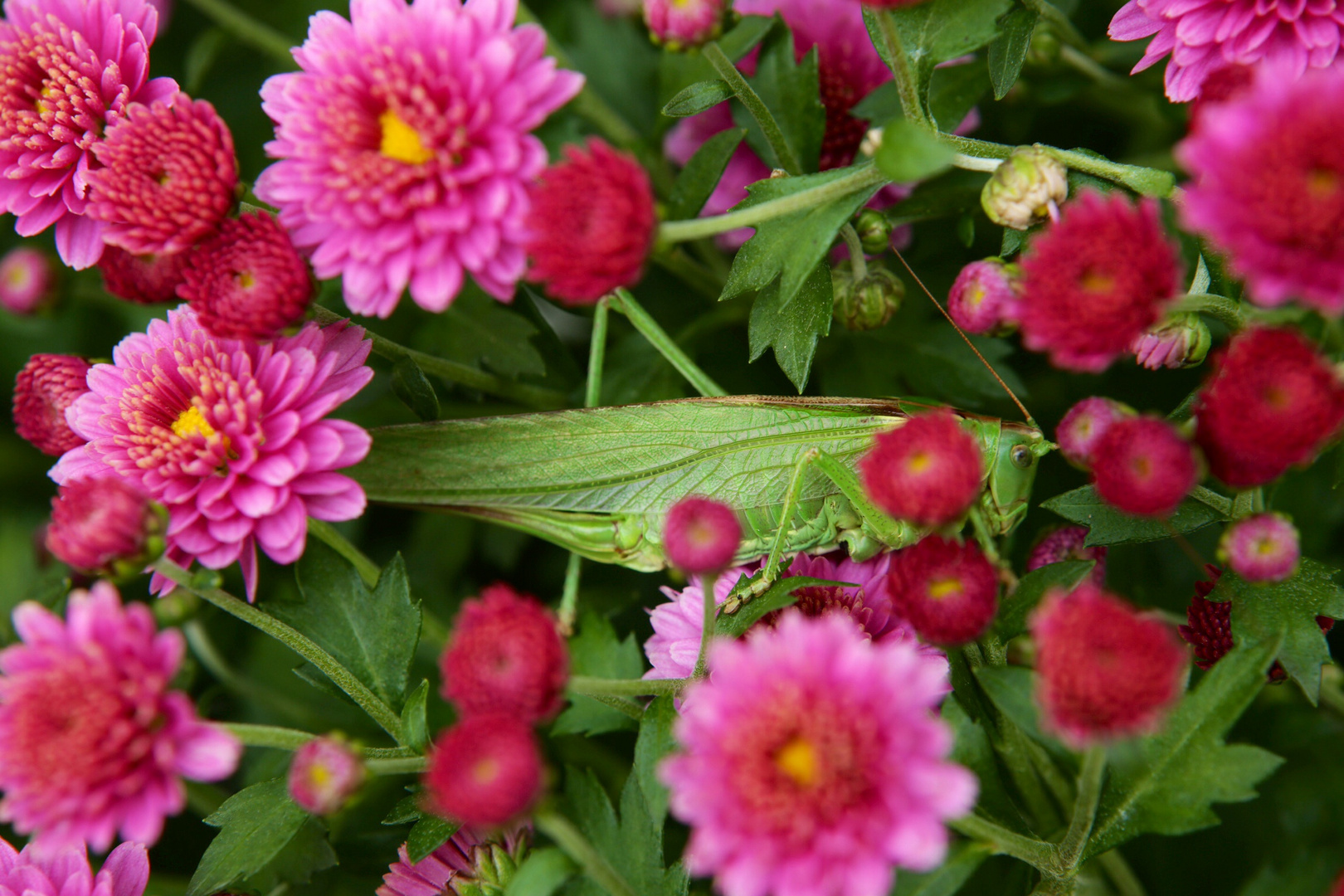 Heute in unserem Garten