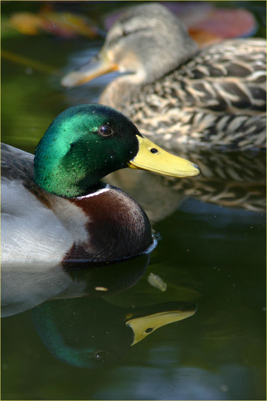 Heute in unserem Gartenteich!