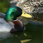 Heute in unserem Gartenteich!