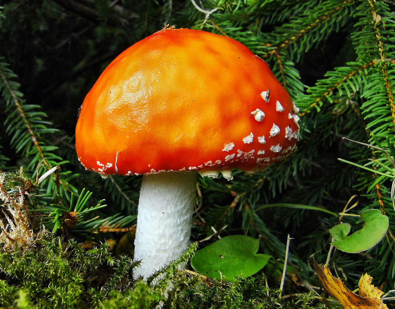 Heute in unserem Wald gesehen