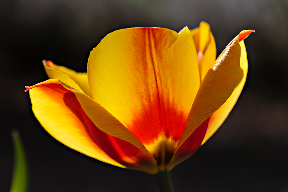 Heute ist aber sowas von Frühling.