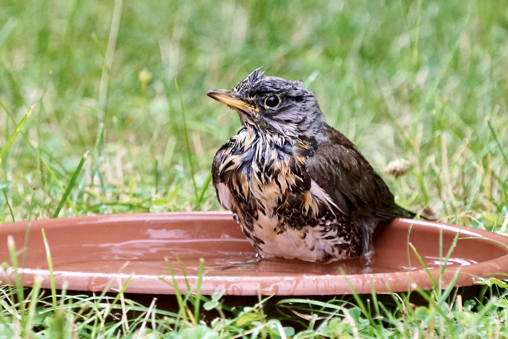 Heute ist Badetag..