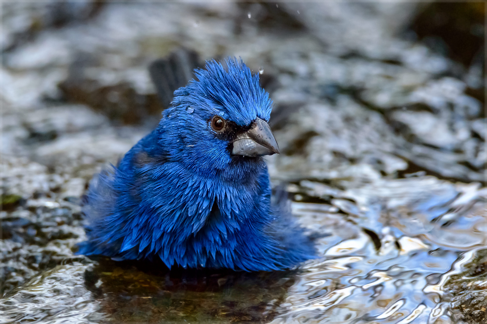 Heute ist Badetag - Aujourd'hui est le jour du bain