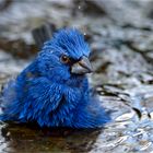 Heute ist Badetag - Aujourd'hui est le jour du bain