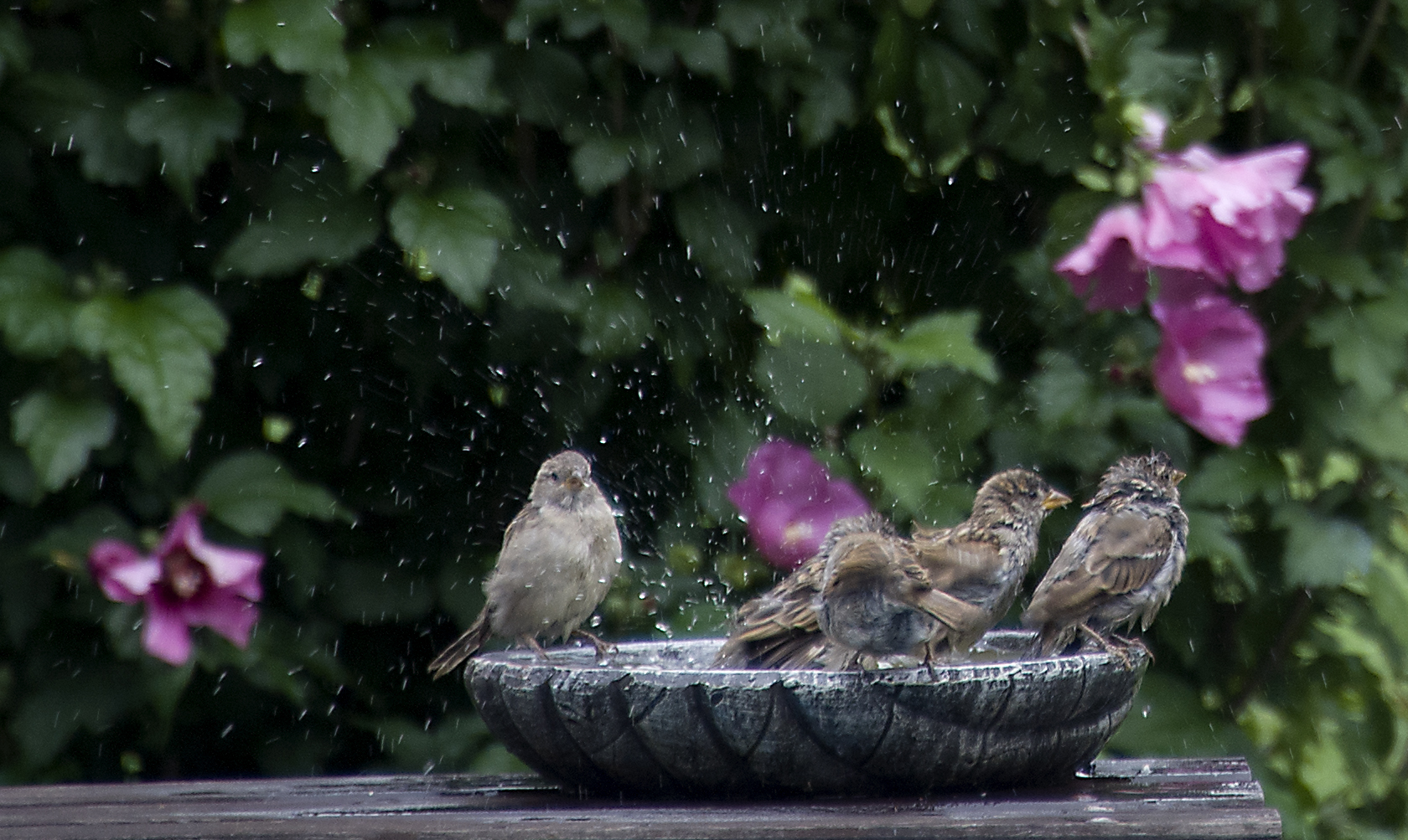 heute ist badetag