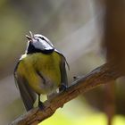 Widmung, Feste, usw.