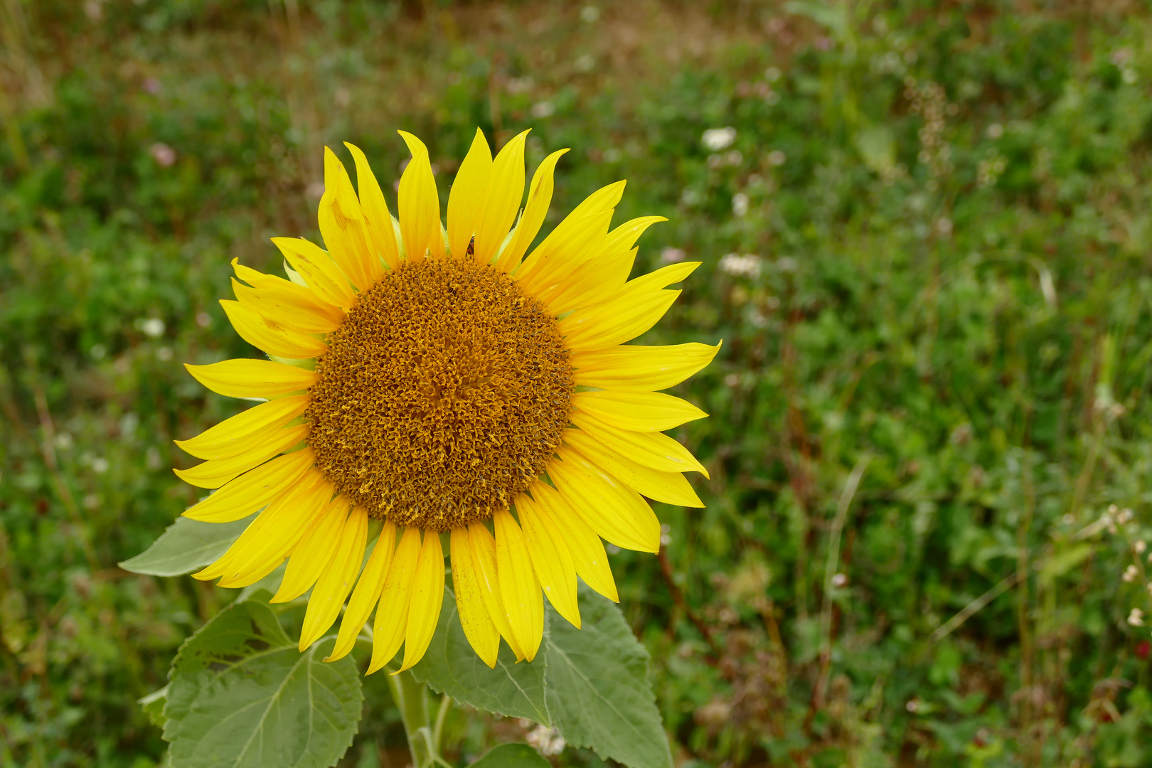 Heute ist der meteorologische Herbstbeginn