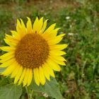 Heute ist der meteorologische Herbstbeginn