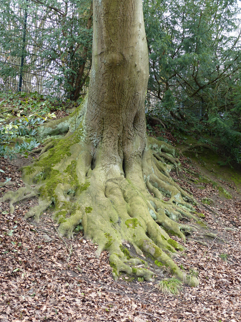 heute ist der Tag des Baumes