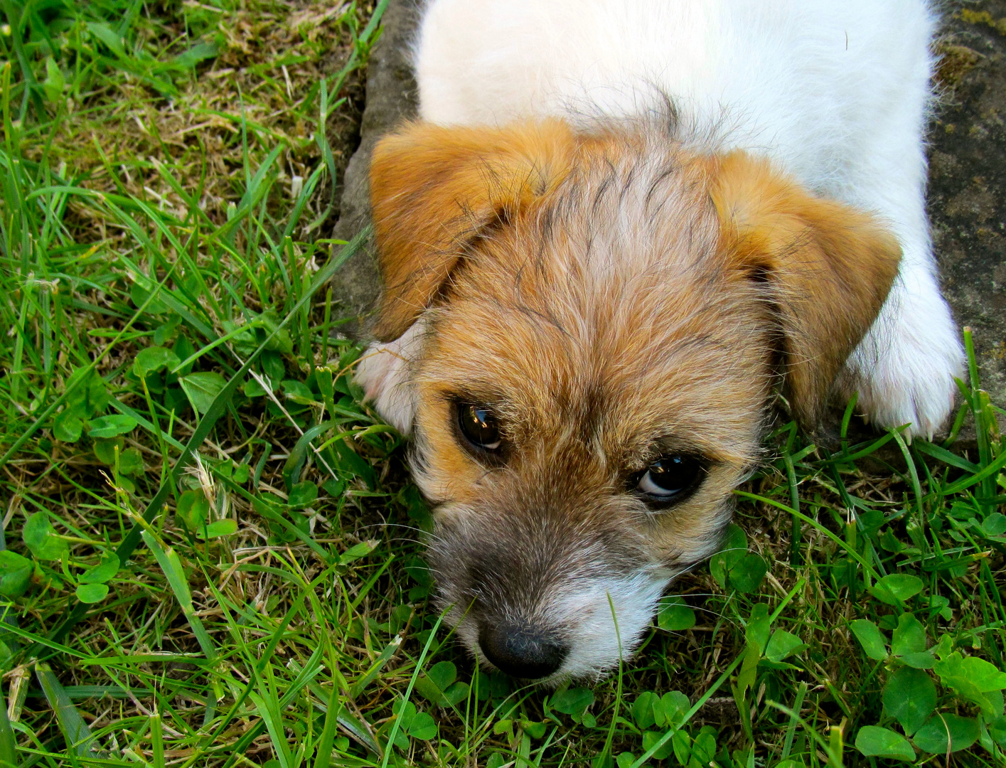 heute ist der Tag des Hundes