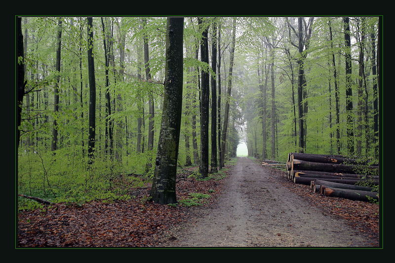 heute ist der Wald wunderbar grün, kein Wunder bei dem Regen