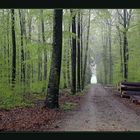 heute ist der Wald wunderbar grün, kein Wunder bei dem Regen