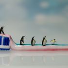 Heute ist der Welt-Pinguin-Tag