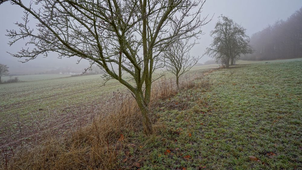 heute ist es neblig, 3 hoy hace niebla, 3)