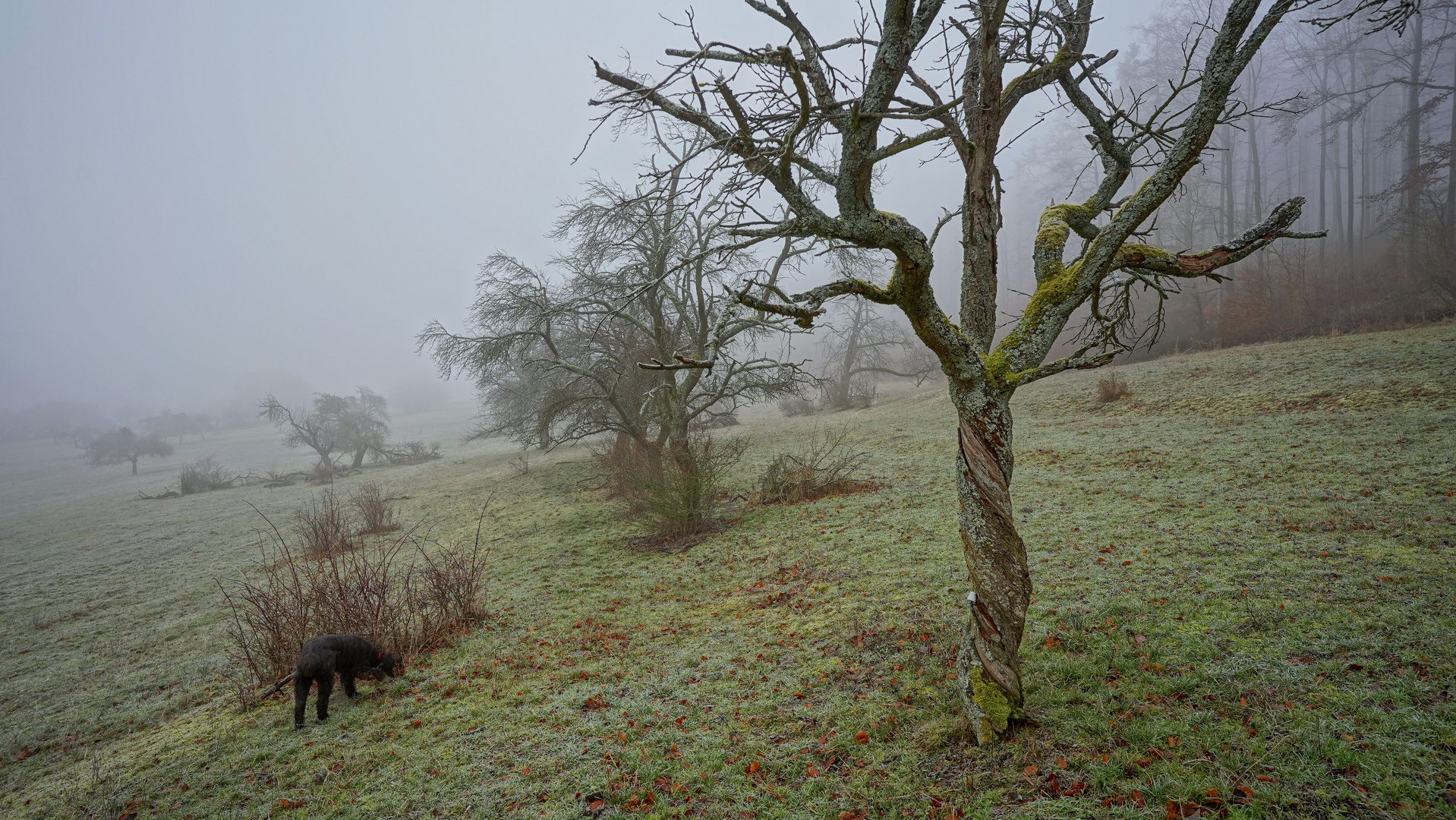 heute ist es neblig, 6 (hoy hace niebla, 6)