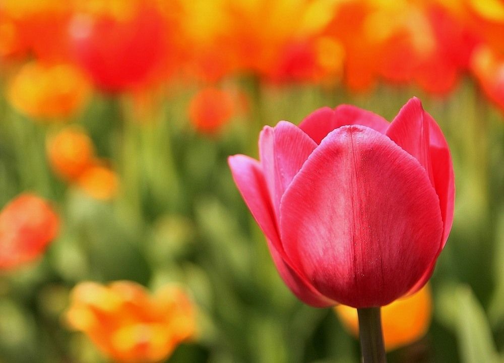 Heute ist Frühlingsanfang, aber weit und breit nicht in Sicht. Letztes Jahr hatten...