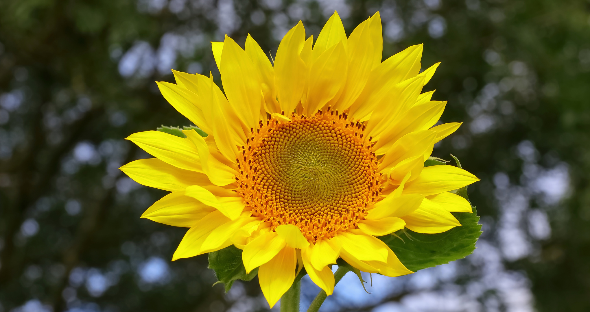 Heute ist für mich Sonnenblumentag