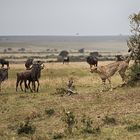 Heute ist Gnu im Angebot