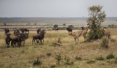 Heute ist Gnu im Angebot