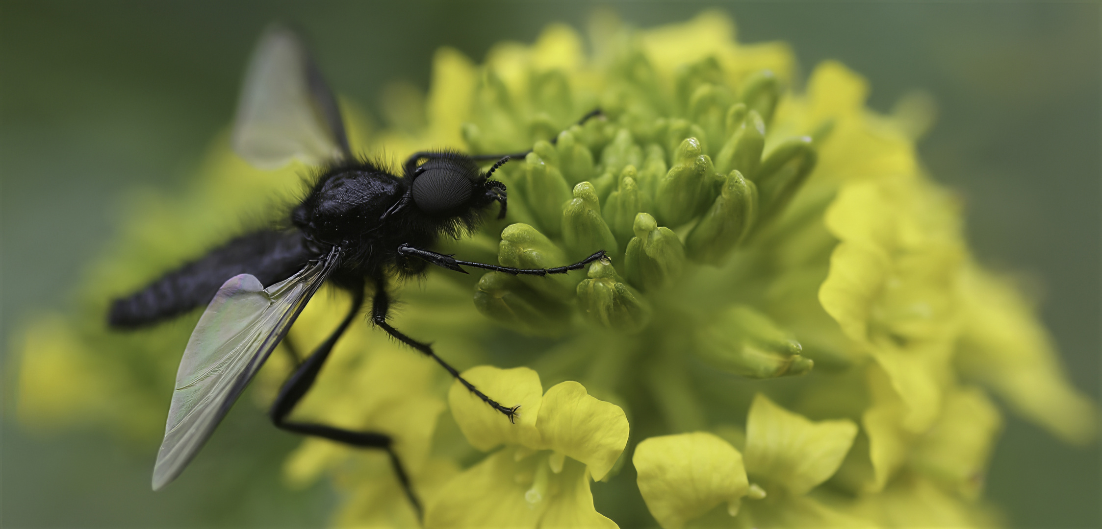 Heute ist lieber Besuch da..