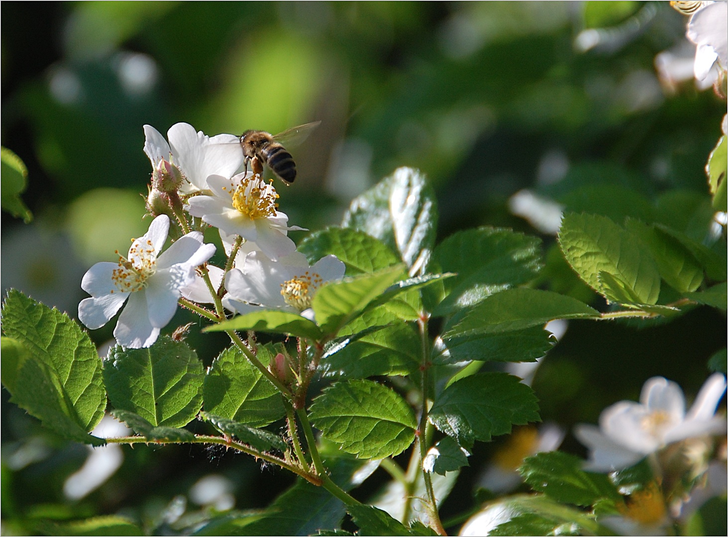 heute ist meine Heckenrose aufgeblüht