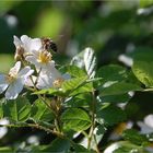 heute ist meine Heckenrose aufgeblüht