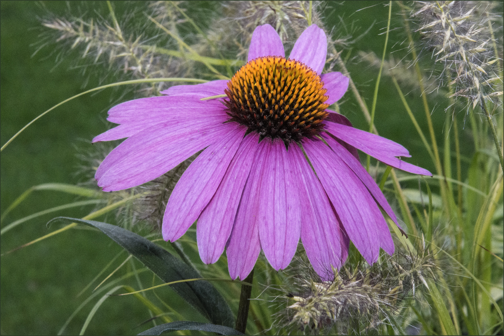 Heute ist mir nach Blümchen