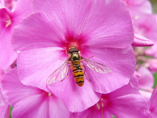 Heute ist mir nach Pink -Rosa.