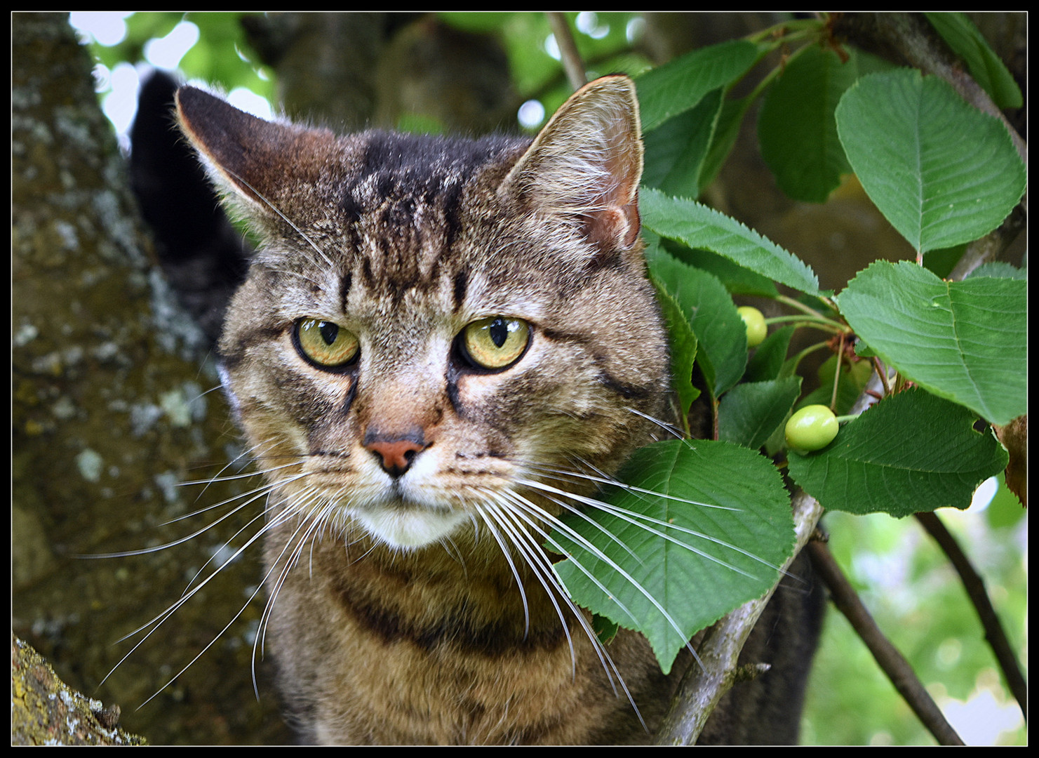 Heute Ist Mit Mir Nicht Gut Kirschen Essen Foto Bild Outdoor Available Light Natur Bilder Auf Fotocommunity
