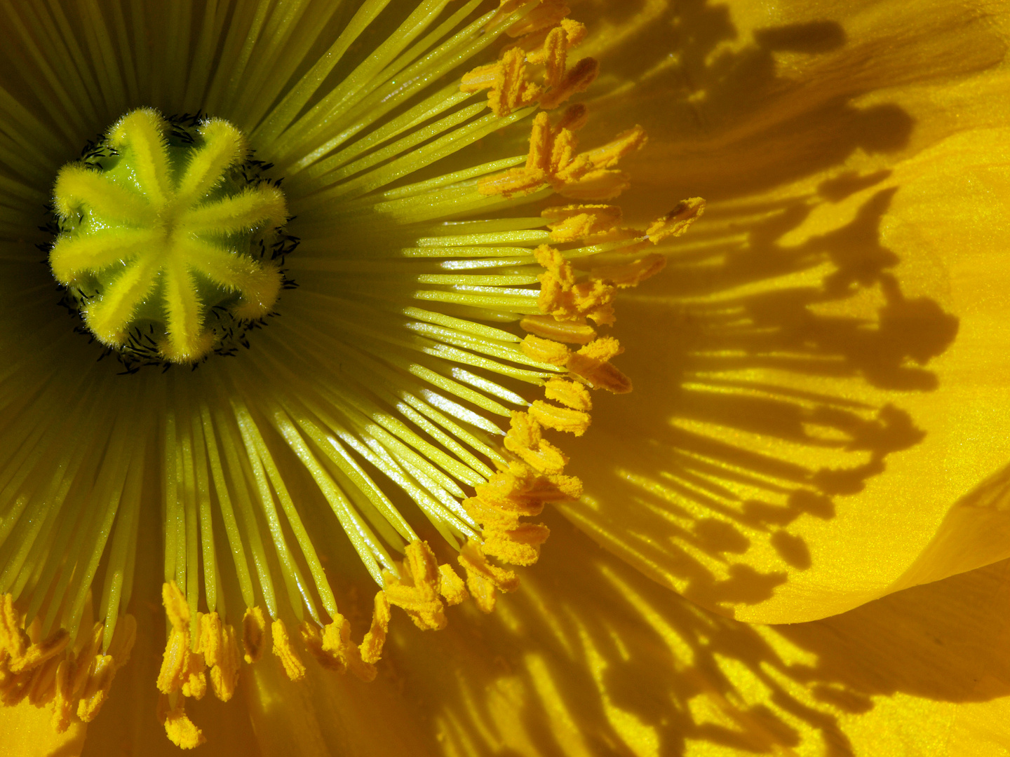 Heute ist "Mohn-Tag"