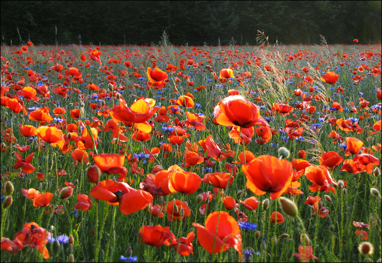 Heute ist Mohn-Tag ...!