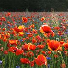 Heute ist Mohn-Tag ...!