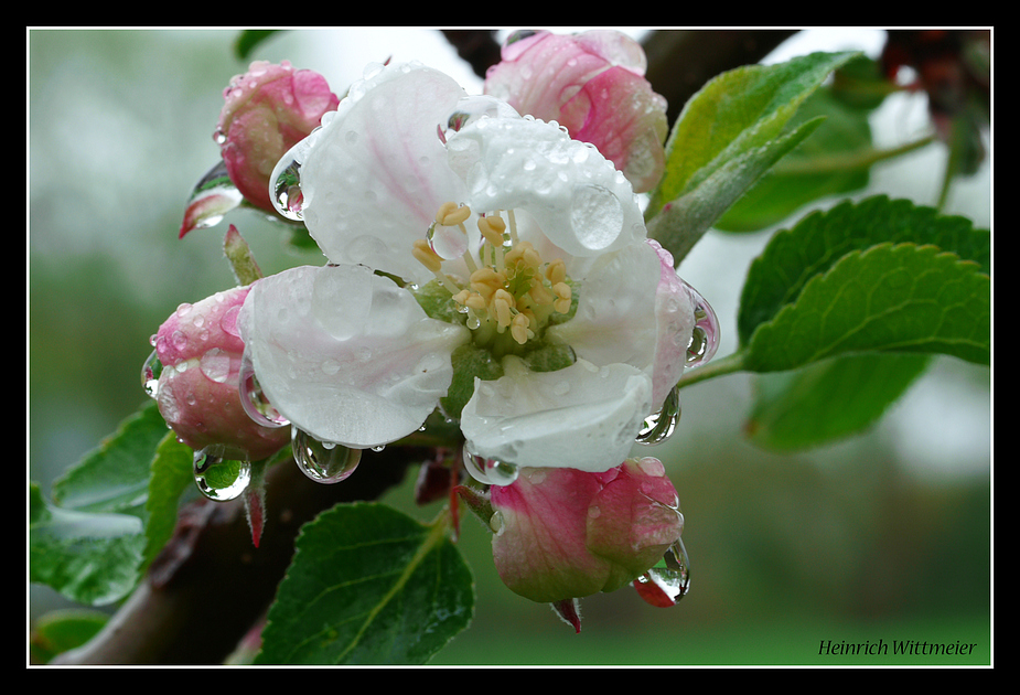 Heute ist Regentag - Apfelblüte im Regen