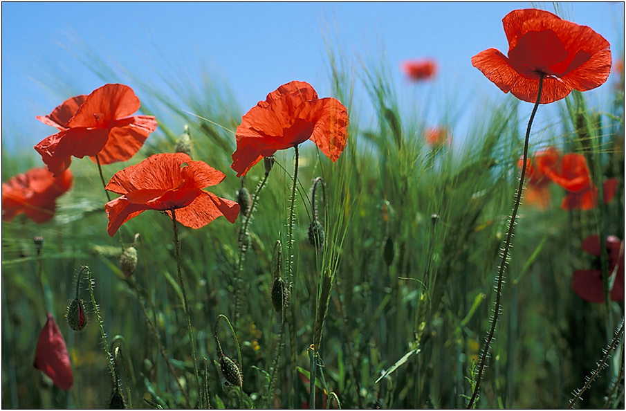 Heute ist Sommeranfang...