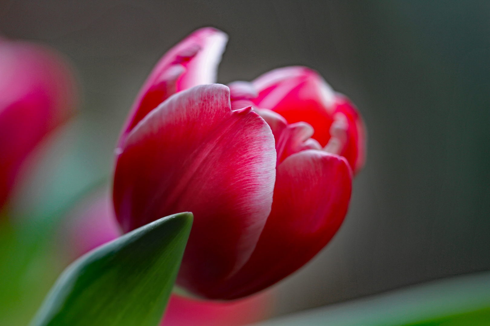 Heute ist Tulpensonntag