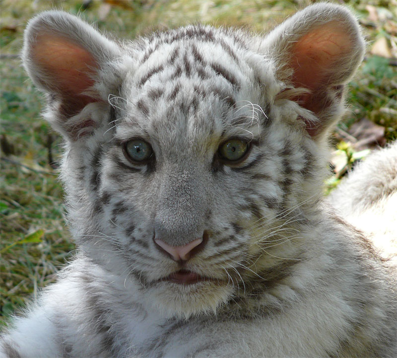 Heute ist unser kleines Tigermädchen