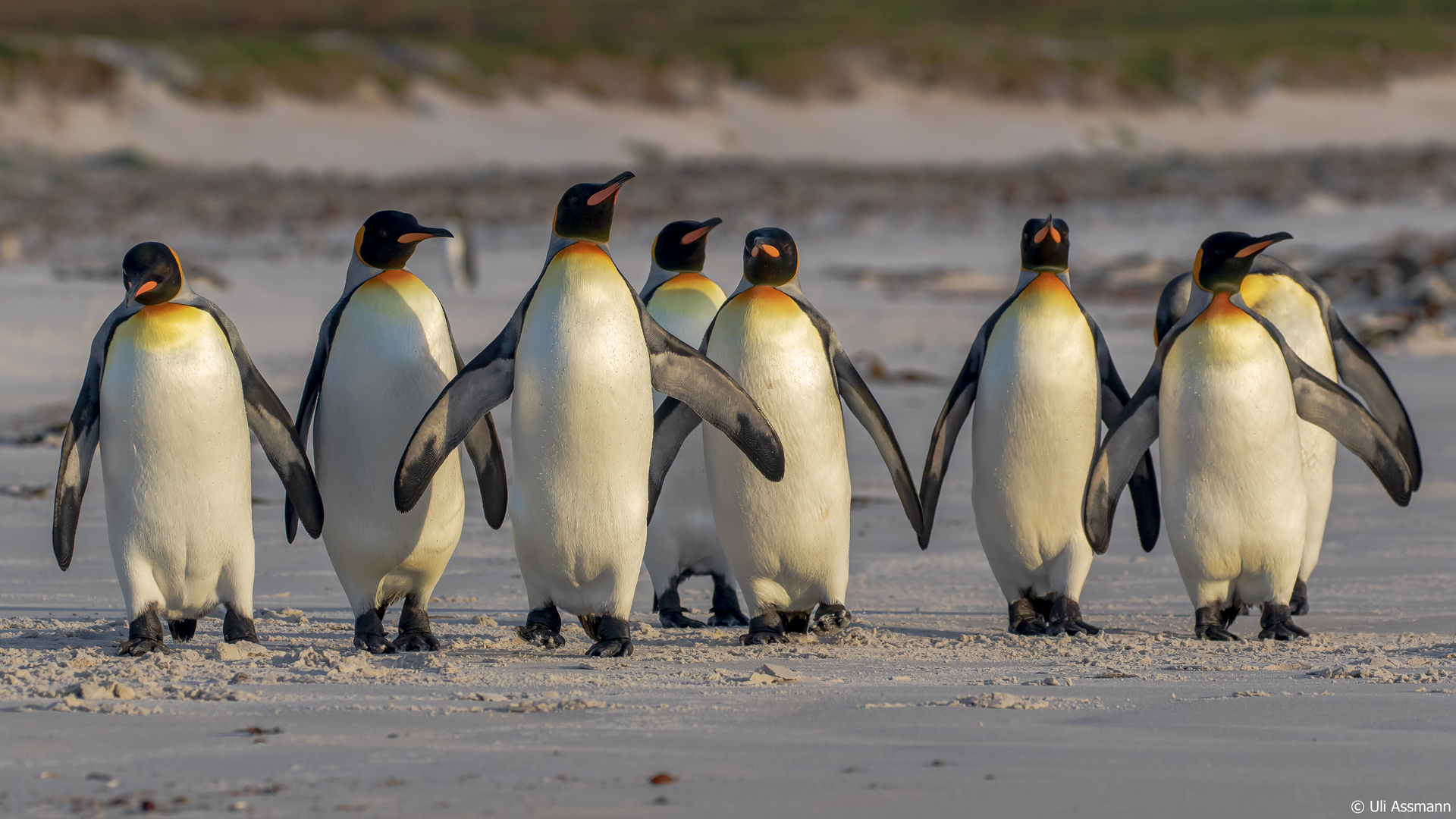 Welt Pinguin Tag Welt Pinguin Tag