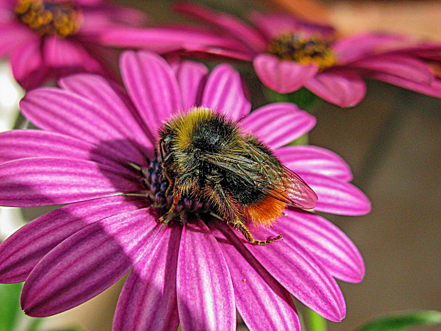 HEUTE IST WELTBIENENTAG.....