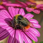 HEUTE IST WELTBIENENTAG.....