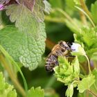 Heute ist Weltbienentag