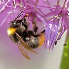 Heute ist Weltbienentag