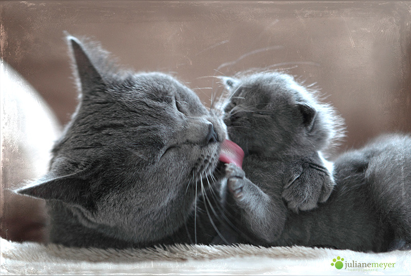Heute ist Weltkatzentag Foto & Bild | tiere, haustiere ...