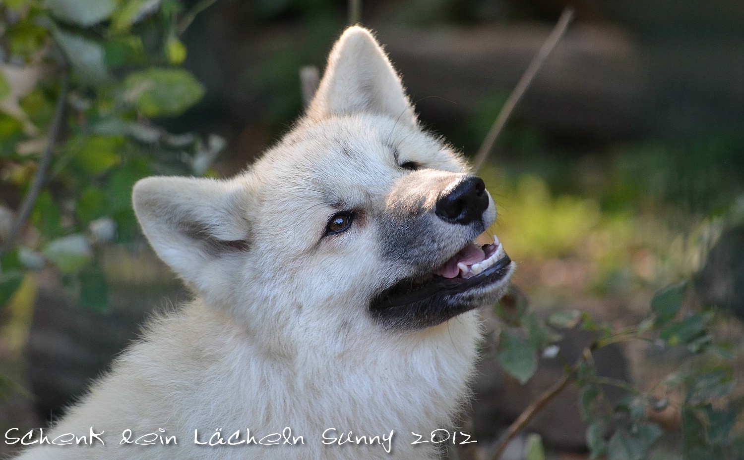 Heute ist Weltlächeltag, kleiner Smileywolf