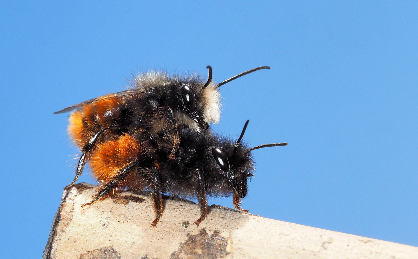 Heute ist wieder Hochbetrieb bei den Bienen …