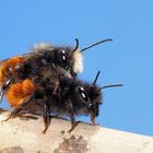 Heute ist wieder Hochbetrieb bei den Bienen …