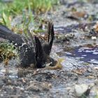 Heute ist wieder Pfützenbaden angesagt....Schwarzdrosselmännchen 