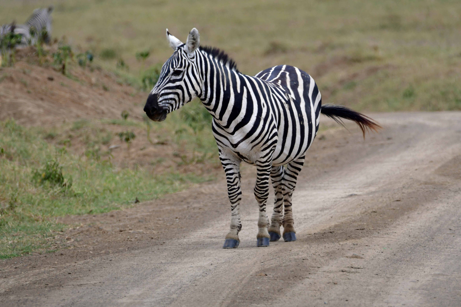 Heute Ist Zebra-Tag