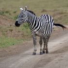 Heute Ist Zebra-Tag